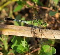 green dragonfly on a branch