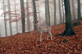 Roe deer in the forest in autumn