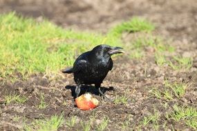 black raven eating an apple