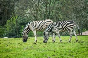 zebras in the savannah in africa