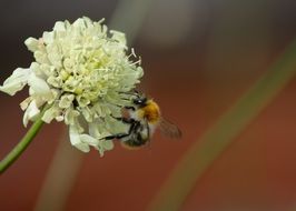 bumblebee on a white flower macro