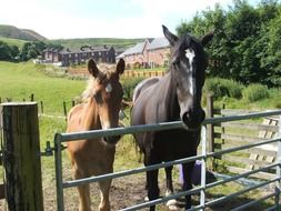 horse with a foal on a ranch