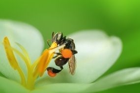Macro view of Bee on a white flower