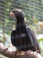 great vasa parrot in a zoo