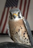 American kestrel, sparrow hawk close up