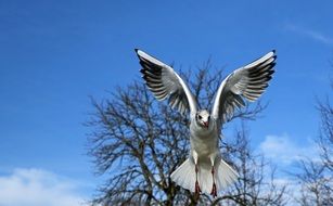 Seagull lands