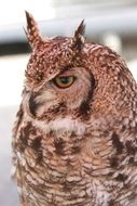 portrait of a nocturnal bird of prey