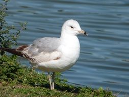 Seagull stands next to the lake