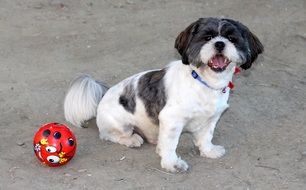 playful black and white dog