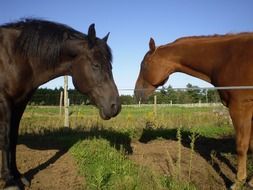 thoroughbred horses on a farm