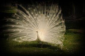 elegance White Peacock