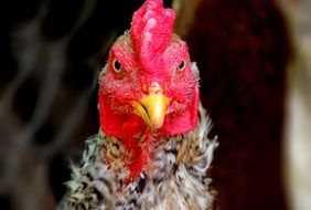 Cock looking straight, head close up