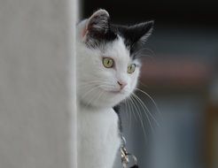 domestic cat behind a white wall