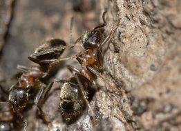 busy ants