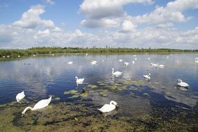 Spring Lake