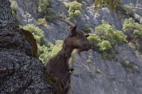 Mountain Goat Sardinia