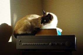 Cat Amplifier