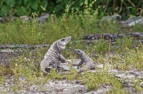 iguanas in the wild tropical nature