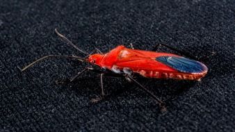 closeup view of red beetle on a black surface