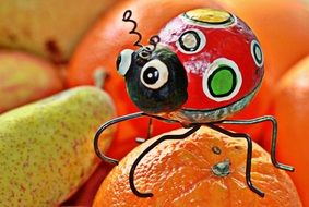 beetle on orange