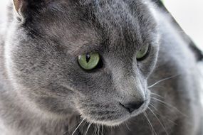 male grey cat