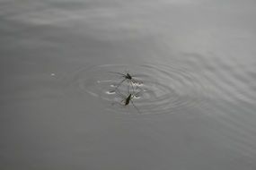Insect on the calm water