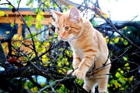 ginger kitten on tree branches