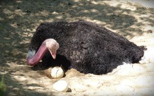 Strauss Ostrich