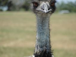 Emu, Bird head on long Neck