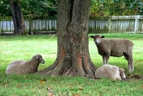 Sheeps rest near the tree