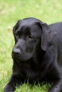 young black labrador in the garden
