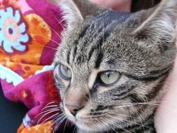 the cat lies on a colorful blanket
