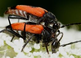 mating of orange beetles