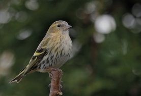 Bird Perched F