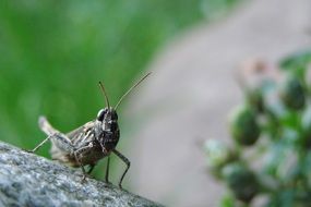 Grasshopper Stone