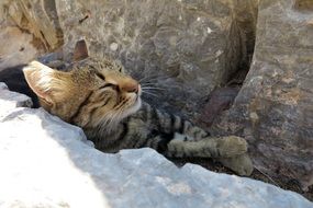 Close-up of the cute and colorful cat among stones