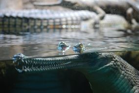 Crocodile in the water in the Prague Zoo