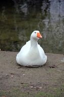 White goose near water