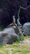 Meerkat stays on stone at zoo