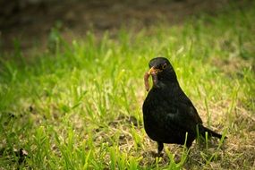 black bird with a worm in its beak