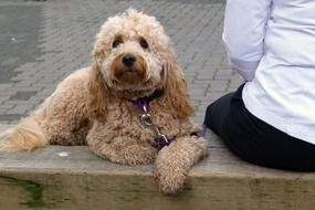 fluffy dog lies on a bench