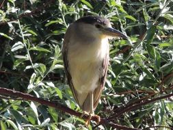 Black-Crowned Night Heron on branch among foliage