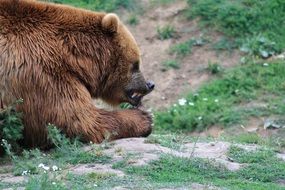 brown bear in the wild