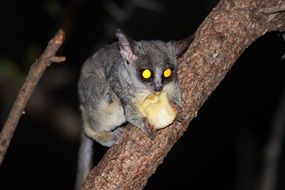 Night lemur South Africa