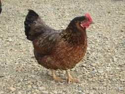 brown farm chicken