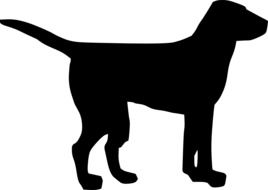 Black silhouette of dog
