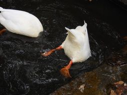 white ducks hide their heads in the water