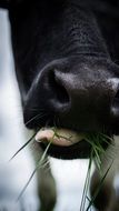 black nose of a cow