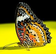 charming butterfly on the yellow surface