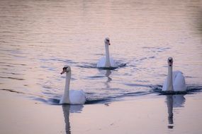 swimming swans in the evening